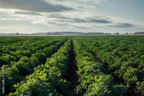 Endless field adorned with flourishing potato crops