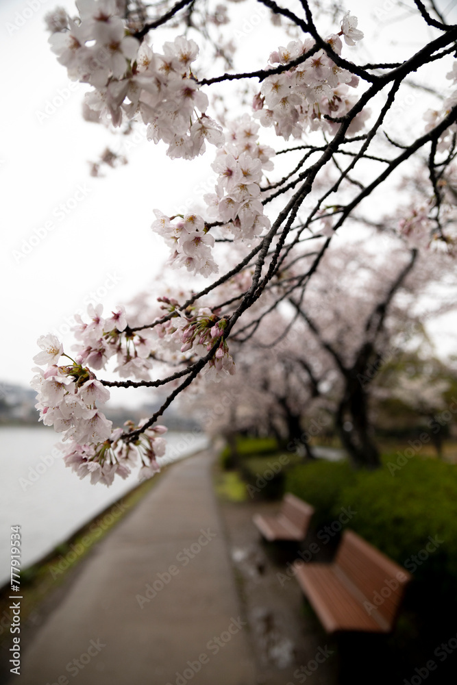 Obraz premium 桜