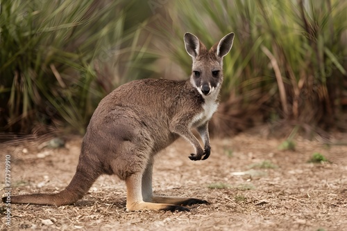 Euro wallaroo captured in natural habitat against Australian bush backdrop