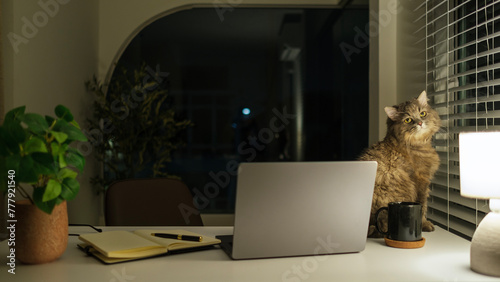 Home office. Cut fluffy domestic cat sitting near a laptop on desk in dark room. © wattana