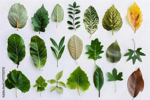 Many real leaf specimens, different shapes, white background