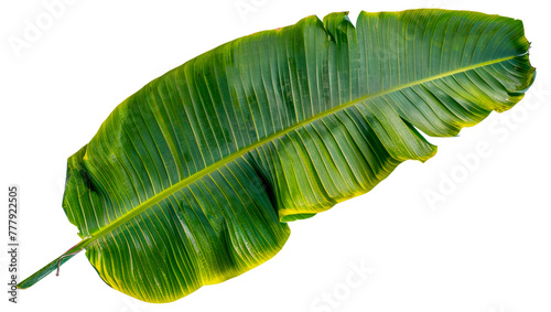 A leafy green plant with a yellowish tint  cut out - stock png.