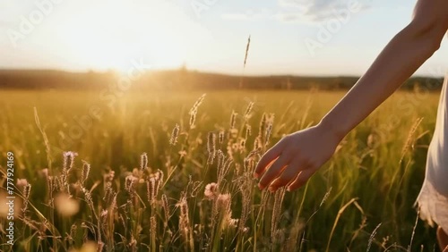 B roll - Hand of traveling woman touching meadow in the rays of the sunset summer, Female walks through the field in thick high grass, slow motion photo