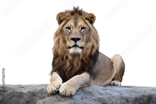 Isolated lion poses confidently against white background