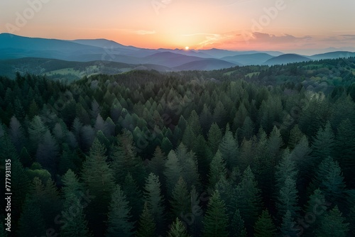 Morning pine forest in mountains captured from aerial perspective © Muhammad Ishaq