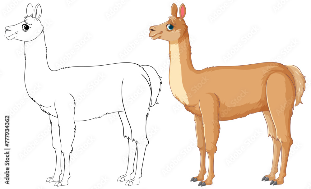 Fototapeta premium Vector illustration of a llama, outlined and colored