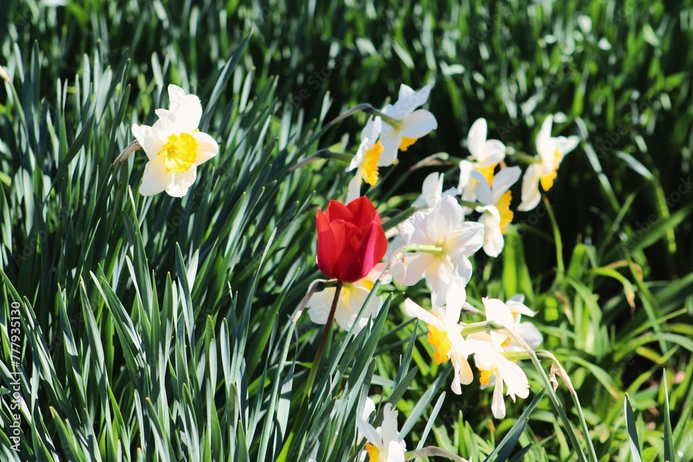 Vibrant red tulip amidst daffodils Vibrant red tulip amidst daffodils