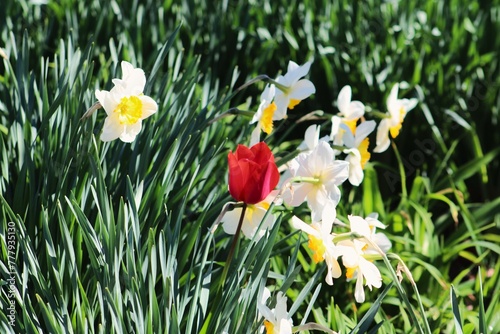 Vibrant red tulip amidst daffodils © Randy West