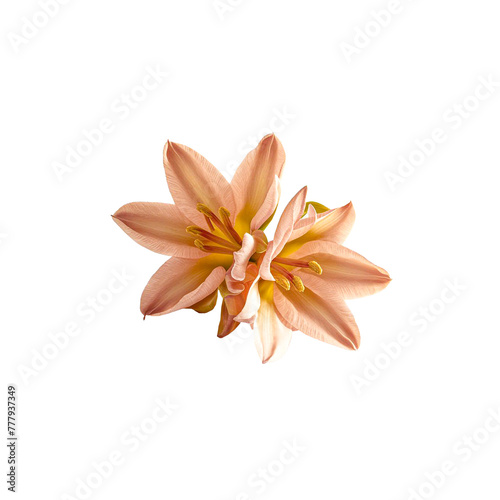 Jonquil flower on transparent background