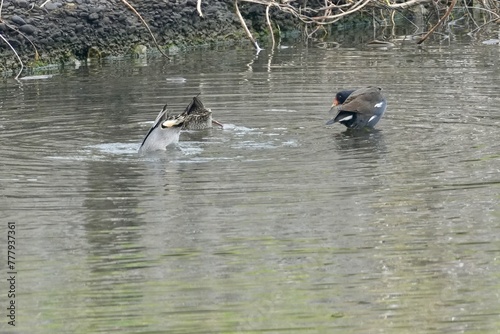 common moorhen and ducks