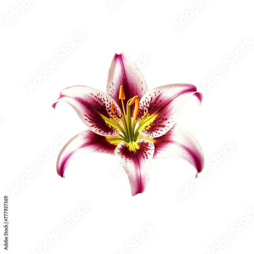 Lily flower on transparent background