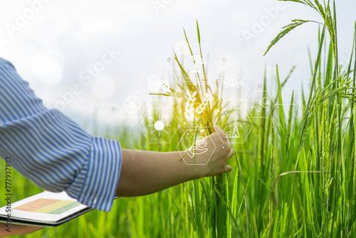 A person is holding a clipboard with a picture of a field of rice on it, Using smart farm technology to analyze agricultural products to save time. Reduce work steps and precise work. photo