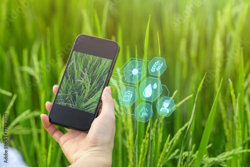 Rice research using new innovations, smart farm technology helps farmers take care of their crops to reduce work steps and increase precision in work. Concepts of using agricultural innovations.