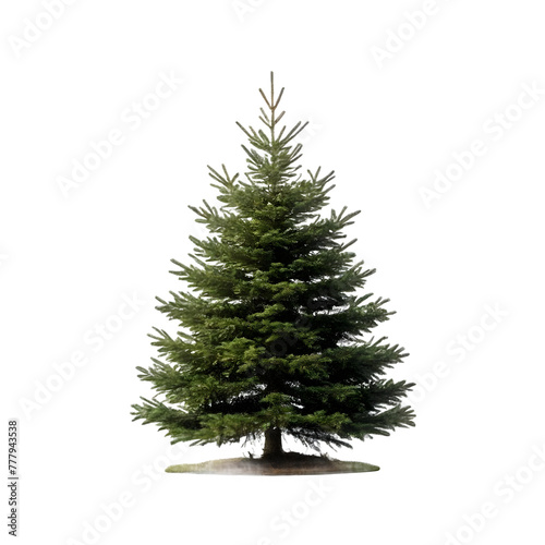 Isolated Fraser Fir Tree on a transparent background, PNG format