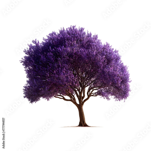 Isolated Jacaranda Tree on a transparent background, PNG format