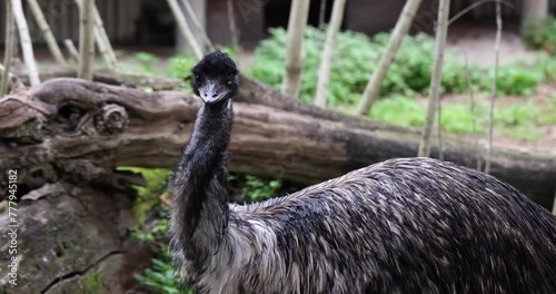 Dromaius novaehollandiae closeup portrait of emu walking in a zoo photo