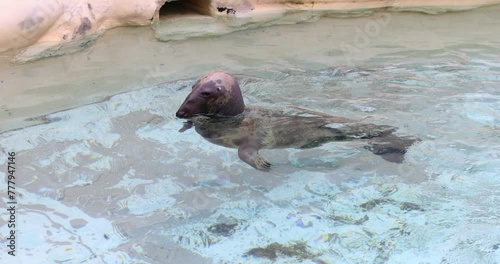 Beautiful seal swims in a pool at zoo. photo