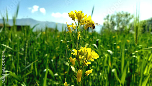 Yellow brassica 