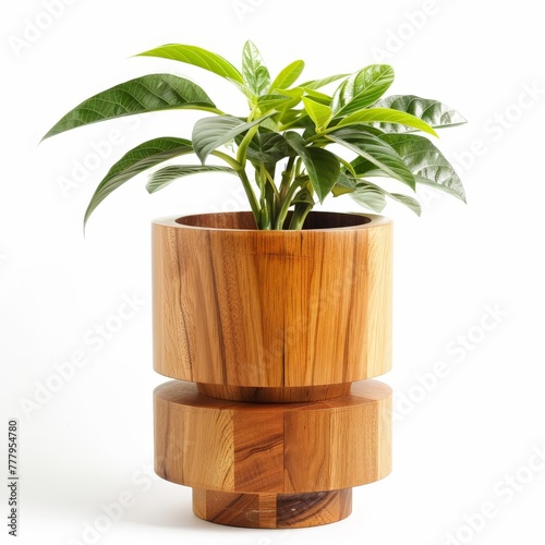 Potted plant with lush green leaves in a decorative pot isolated on white backoground photo