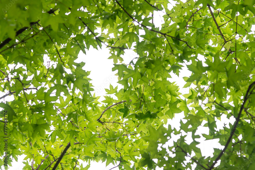 green leaves background