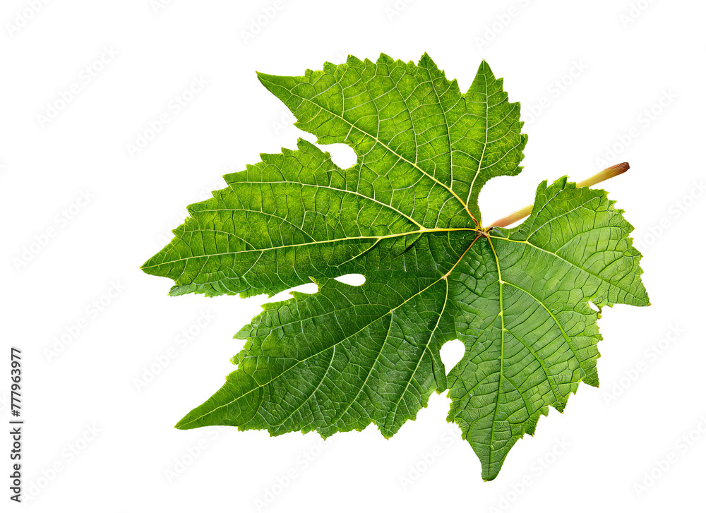 grape leaf, png grape leaf, png