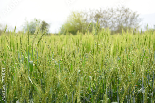 Fototapeta Naklejka Na Ścianę i Meble -  Green wheat field close up image, Green Wheat whistle, Wheat bran fields, agriculture, wheat field Pakistan, closeup of green cereal field