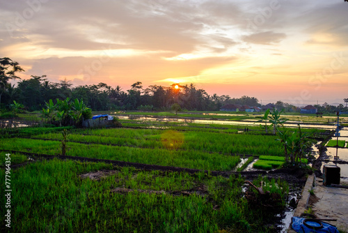 a rice field scene in the morning with warm sunlight 