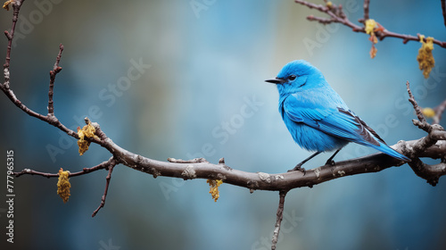 blue bird on a branch, photo shot --ar 16:9 --v 5.2 Job ID: e66ef5a3-8bf8-4a27-9013-b2cf23f508e4 © Nittaya