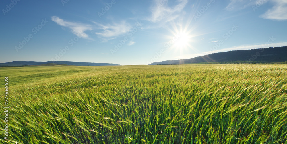 Obraz premium Meadow of green wheat in mountain.
