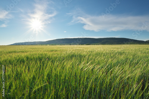 Meadow of green wheat in mountain.