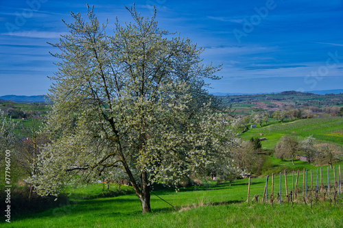 Frühling in der Ortenau nahe Ettenheim