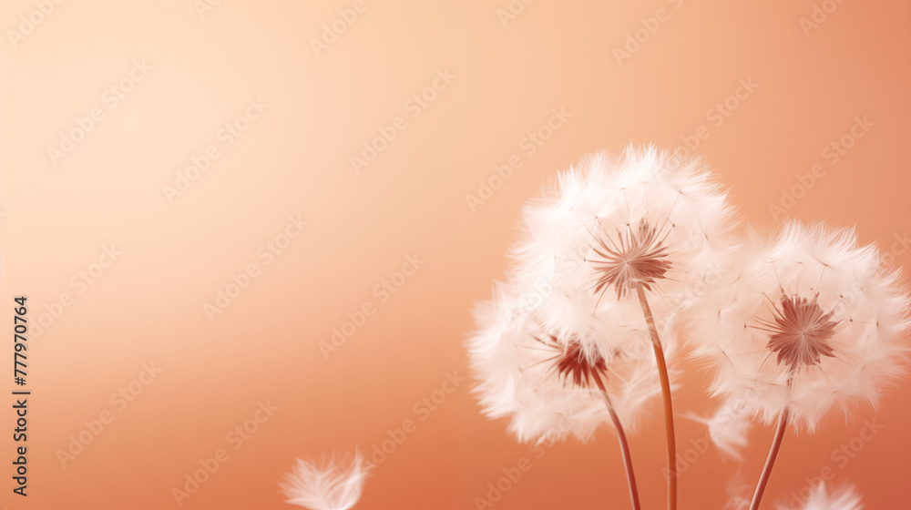 Fluffy dandelions with peach background
