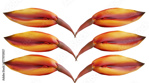 Heliconia Collection: 3D Digital Art of Tropical Flowers, Isolated on Transparent Background, Perfect for Botanical Design Elements and Creative Projects.