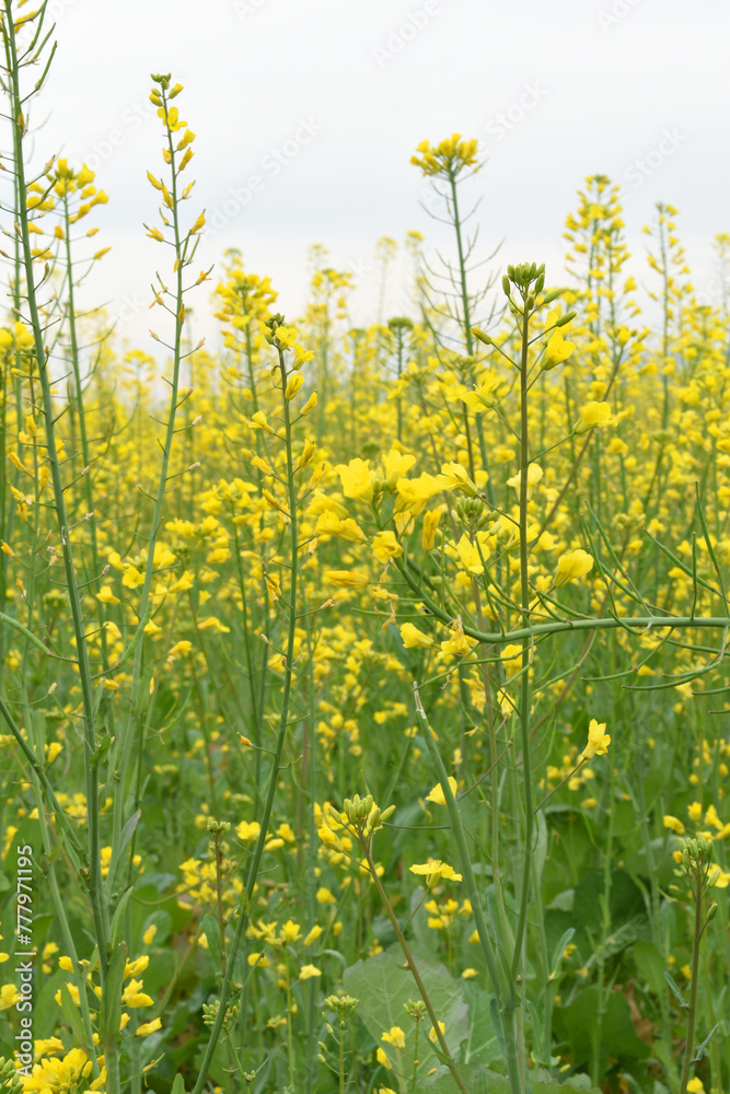 Mustard flower field is full blooming, yellow mustard field landscape industry of agriculture, mustard flowers closeup photo Mustard flower field is full blooming, yellow mustard field landscape industry of agriculture, mustard flowers closeup photo