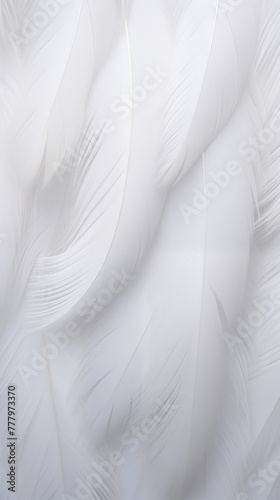 white feathers texture ,background © Multika