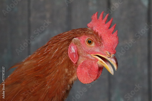 Neck and head of a red hen on the background of wooden barn planks Open beak
