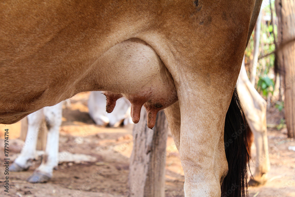 Obraz premium Cow teat close-up view