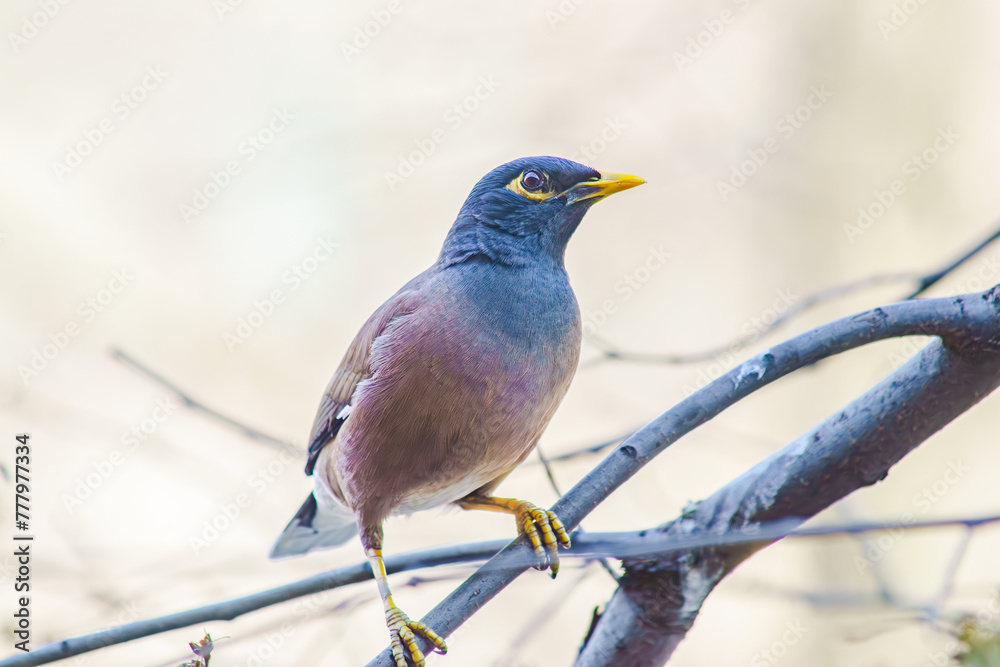 Naklejka premium Locust Starling (Myna) in spring
