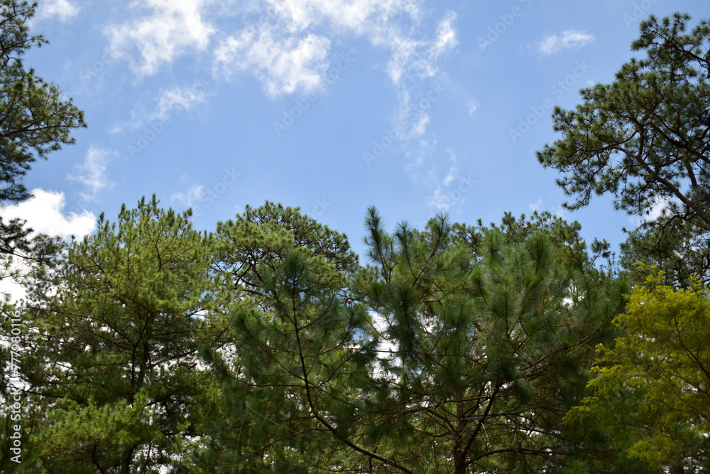 sky and trees