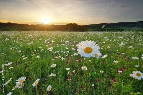 Spring camomile meadow in mountain on the sunset