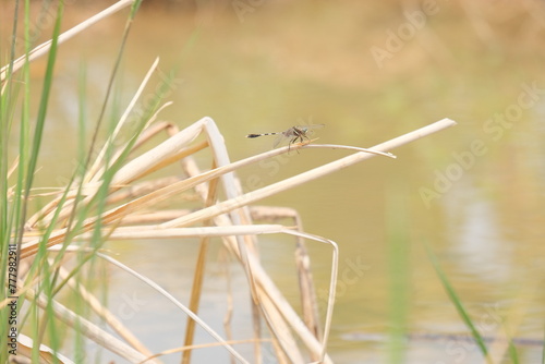Fototapeta Naklejka Na Ścianę i Meble -  dragonfly on a dry grass