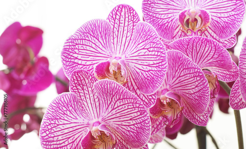 Beautiful violet orchids closed up