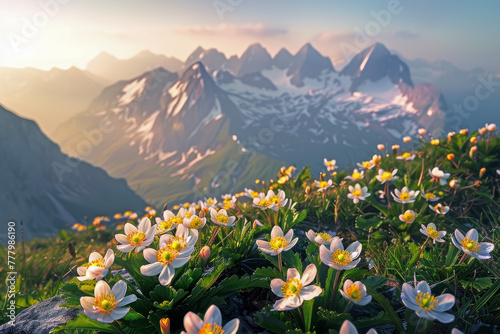 Flowers Blooming on a High Mountain Illuminated by the Morning Sun, Symbolizing the Beauty and Success of Aiming High and Overcoming Difficulties