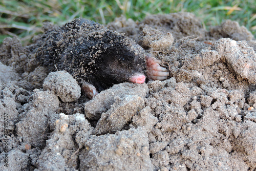 A portrait of a black European mole on a molehill in the garden © E-lona