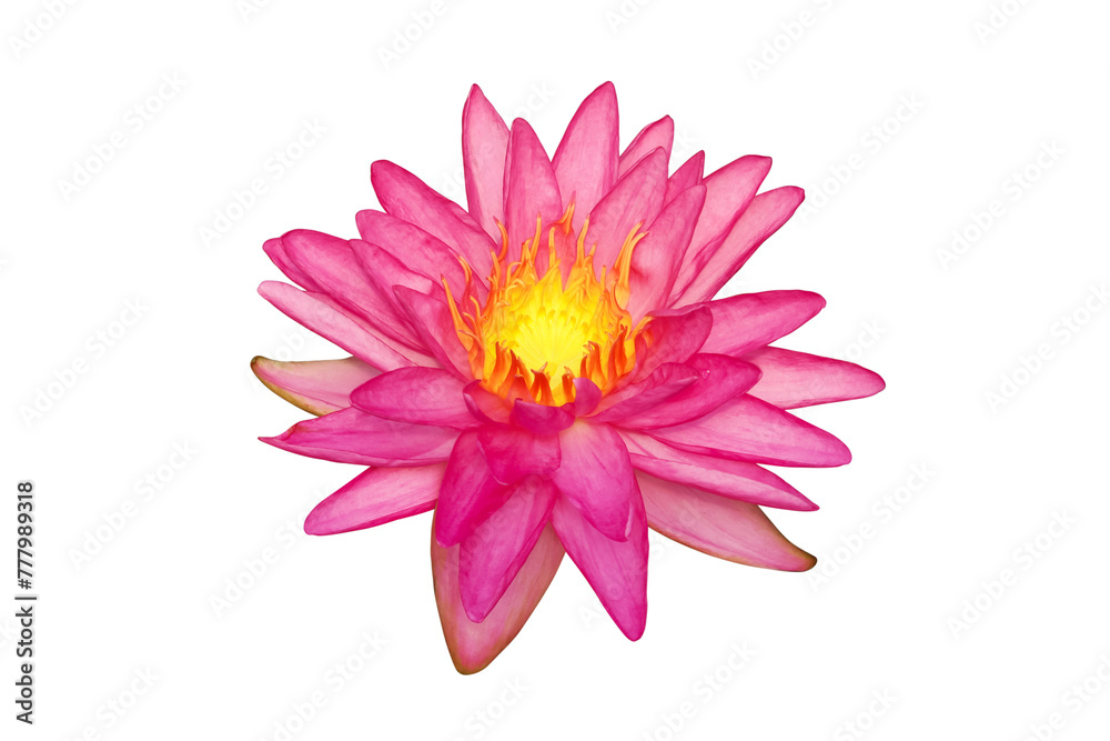 Blooming Pink Nymphaea, Water Lily Flower Isolated on White Background with Clipping Path