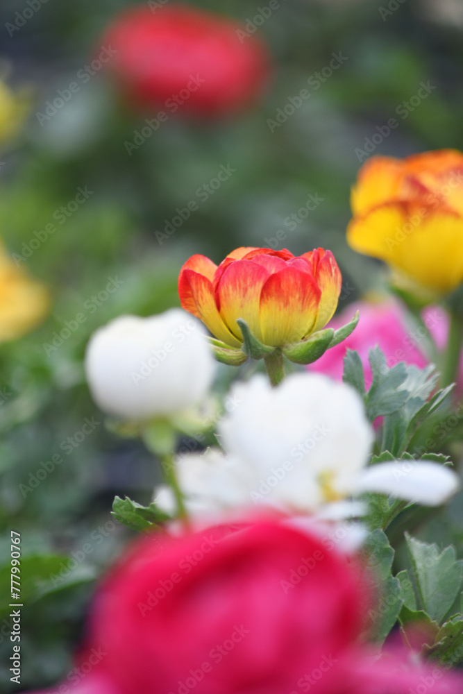 Beautiful red yellow ranunculus flower growing in an outdoor flower garden. ranunculus flower closeup, yellow blooming flower Beautiful red yellow ranunculus flower growing in an outdoor flower garden. ranunculus flower closeup, yellow blooming flower