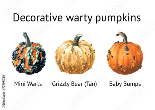 Decorative warty pumpkins set. Mini Warts,  Grizzly Bear,  Baby Bumps. Watercolor hand drawn illustration isolated  on white background photo