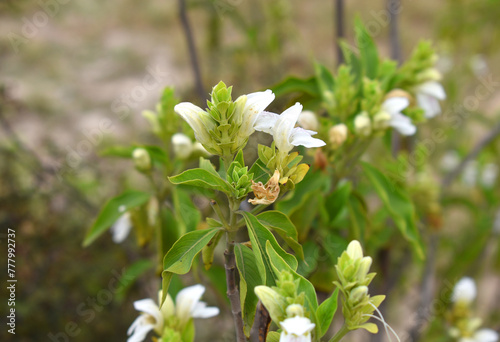 A green Plant of Justicia adhatoda vasica or malabar nut plant in selective focus and background blur, the white Justicia adhatoda blossom in spring, Chakwal, Punjab, Pakistan photo