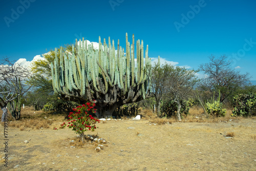 Kaktusy Meksyku podczas wyporawy wakacyjnej photo