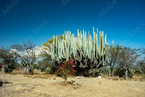 Kaktusy Meksyku podczas wyporawy wakacyjnej photo